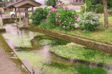 味真野の梅花藻の画像　福井県の観光地