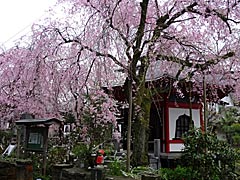 安養寺の桜の画像
