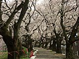 足羽川河川敷堤防の桜の画像　福井県の観光地