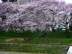 足羽川河川敷堤防の桜の画像