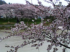 足羽川河川敷堤防の桜の画像