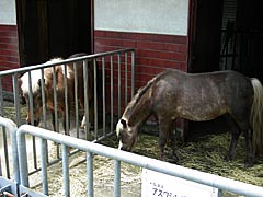 足羽山公園遊園地の馬の画像