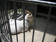 足羽山公園遊園地のヤギの画像