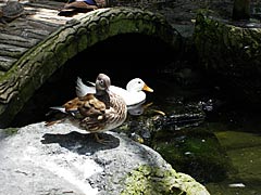 足羽山公園遊園地の水鳥の画像