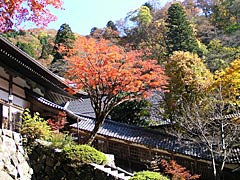 永平寺の紅葉の画像