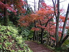花筐公園　金刀比羅神社への遊歩道の画像