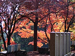 花筐公園の紅葉の画像