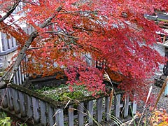 花筐公園の紅葉の画像
