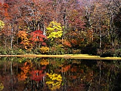 刈込池の紅葉の画像