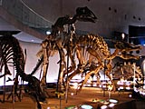 福井県立恐竜博物館の画像　福井県の観光地