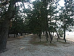 気比の松原の画像