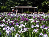北潟湖の花菖蒲園の画像　福井県の観光地