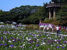 北潟湖の花菖蒲園の画像