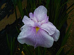 北潟湖の花菖蒲園のハナショウブの画像