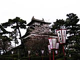 丸岡城の桜の画像　福井県の観光地