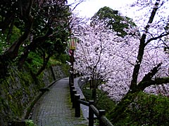 桜の丸岡城の画像