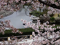 桜の丸岡城霞ヶ城公園の画像