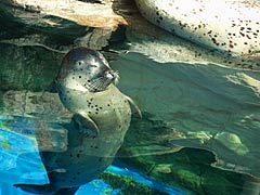 越前松島水族館　アザラシプールの画像