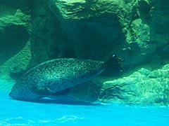 越前松島水族館　アザラシプールの水中の画像