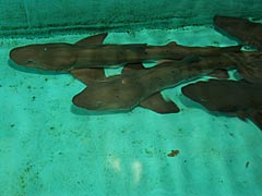越前松島水族館　ふれあい館のサメの画像