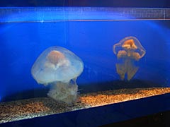 越前松島水族館本館　クラゲの画像