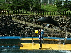 越前松島水族館　イルカショーの画像