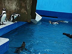 越前松島水族館　フンボルトペンギンの画像