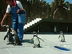 越前松島水族館　フンボルトペンギンの画像