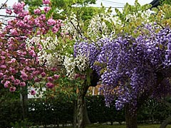 紫式部公園の藤の画像