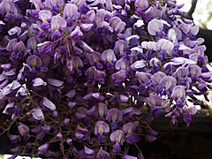 紫式部公園の藤の画像