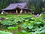 南条の花はす公園の画像　福井県の観光地
