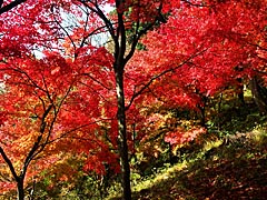 西山公園の紅葉の画像
