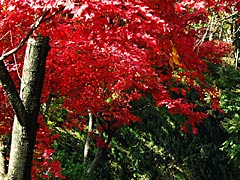 西山公園の紅葉の画像