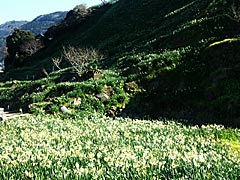 越前海岸梨子ヶ平の水仙の段々畑の画像