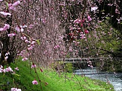 竹田の里のしだれ桜