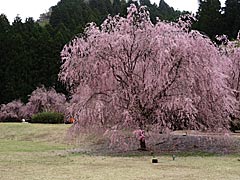 竹田の里のしだれ桜