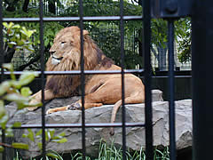 いしかわ動物園のライオンの画像