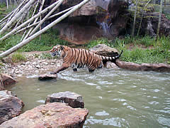 いしかわ動物園の虎の画像