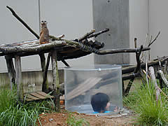 いしかわ動物園のプレーリードックの画像