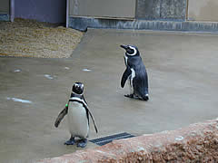いしかわ動物園のペンギンの画像