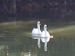 加賀市中央公園の白鳥のいる池の画像　