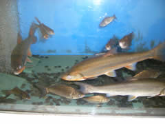 子供交流センターのミニミニ水族館の画像
