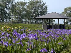 木場潟公園の花菖蒲園の画像