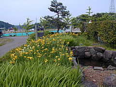 うのけ総合公園の菖蒲園の画像