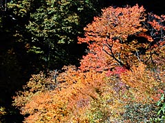 白山白川郷ホワイトロード（旧名白山スーパー林道）の紅葉の画像