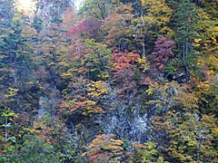 白山白川郷ホワイトロード（旧名白山スーパー林道）の紅葉の画像