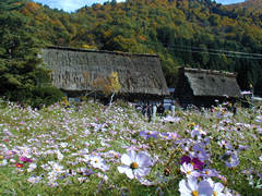 白川郷の合掌造り集落の画像