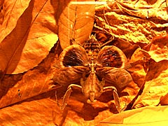 環境に身を隠す（カモフラージュ）珍しい昆虫の画像