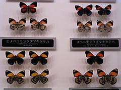 チョウの標本の画像