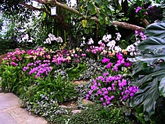 花ゆうゆうの蘭の画像